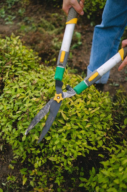 A person using hedge shears with yellow and green handles to trim a dense, vibrant green hedge in a garden setting. The hedge comprises small, oval-shaped leaves, and the surrounding area features eve
